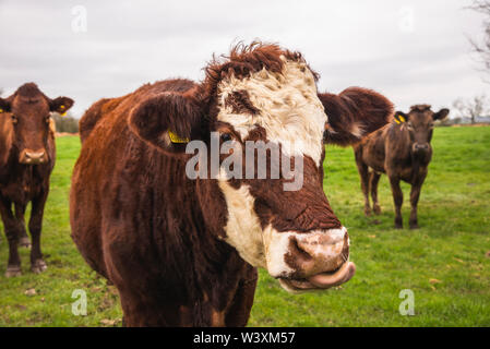 Neugierige Kühe im Bereich DE Stockfoto