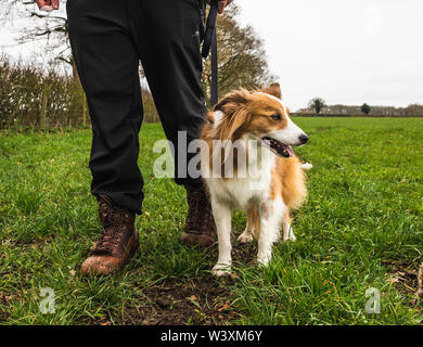 Dog Walker in der Landschaft UK Stockfoto