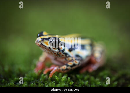 Malte reed Frösche, Hyperolius marmoratus, sind häufig und weit entlang der östlichen Südafrikanischen Küste verteilt; Matekula Nature Reserve. Stockfoto