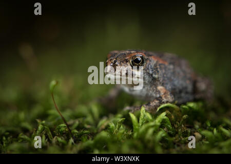 Guttural Kröte, Sclerophrys gutturalis, ist eine Unterart der Pflanzenart Kröte mit einer weiten Verbreitung. Dieser junge toadlet ist viel kleiner und niedlicher als Erwachsene. Stockfoto