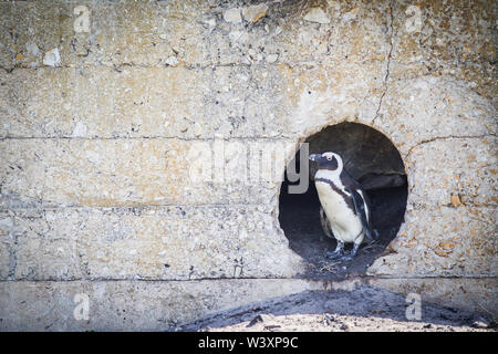 Stony Point ist eines der wenigen florierenden Festland Kolonien für gefährdete African Penguin, Spheniscus demersus, Betty's Bay, Western Cape, Südafrika. Stockfoto