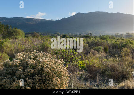 Untere Tokai, Table Mountain National Park, Cape Town, Western Cape, Südafrika enthält sowohl exotische Kiefer Plantage und seltene bedrohte sand Fynbos Stockfoto
