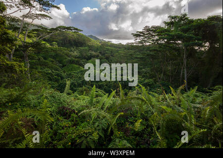 Die Kuilau Ridge Trail bietet Wanderern Zugang zu den üppigen Wäldern und atemberaubenden Blick auf die Berge und den Mount Waialeale Makaleha. Stockfoto