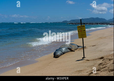 Hawaiian monk seal, Neomonachus schauinslandi, ist ein endanged Arten endemisch auf den Hawaiianischen Inseln; trotz seiner Seltenheit, Mönchsrobben werden oft gesehen Stockfoto