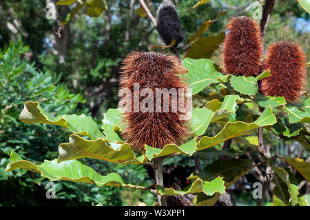 Sydney Australien, Banksia Robur oder Swamp banksia Zapfen am Nachmittag, Sonnenschein Stockfoto