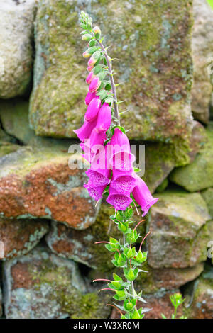Eine Dame Handschuh wildflower wachsende gegen eine Trockenmauer auf die Pennine Reitweg. Stockfoto