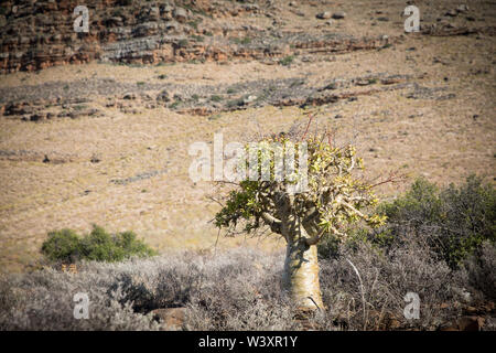 Butter Baum, Tylecodon paniculatus, ist eine sukkulente Pflanze, die ihren Namen von der gelben Rinde, die Photosynthese tun können. Stockfoto