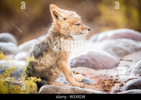 Tankwa Karoo National Park, Northern Cape, aride Landschaft Südafrikas ist Heimat für eine Vielzahl von Wildtieren: Schwarz verpackt jackal Pup, Canis mesomelas Stockfoto