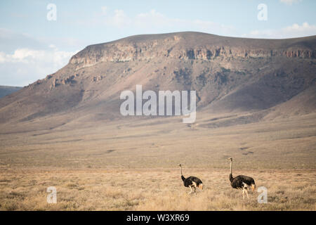 Tankwa Karoo National Park, Northern Cape, aride Landschaft Südafrikas ist für ibird leben wie diese gemeinsamen Strauß Struthio camelus bekannt. Stockfoto