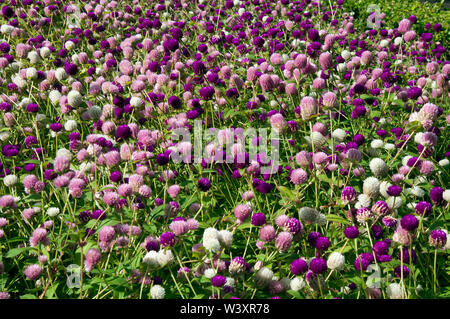 Sydney Australien, Feld von Globe amaranth Blumen nach Brasilien, Panama und Guatemala Stockfoto