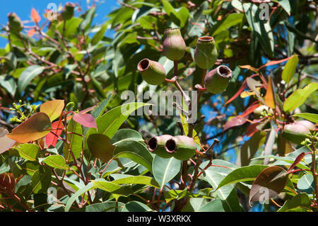 Sydney Australien, große Gummi Muttern einer corymbia Baum, ist Teil der Eukalyptus Familie Stockfoto