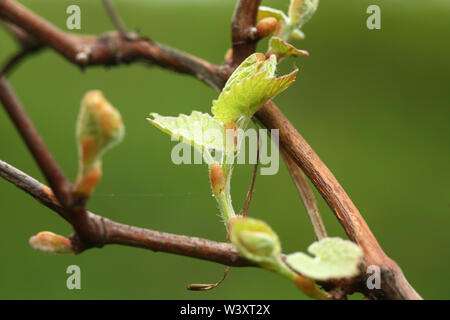 Nahaufnahme der neuen jungen Blätter der Weinrebe (Vitis vinifera). Frühjahr Triebe Stockfoto