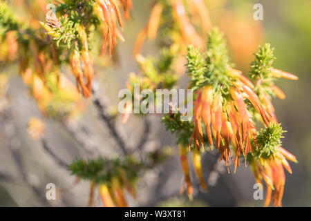 Agulhas National Park schützt Fynbos Lebensraum und bietet Wanderwege und Strand Kämmen in der Nähe von Cape Agulhas, Western Cape, Südafrika. Stockfoto