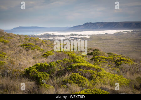 Agulhas National Park schützt Fynbos Lebensraum und bietet Wanderwege und Strand Kämmen in der Nähe von Cape Agulhas, Western Cape, Südafrika. Stockfoto