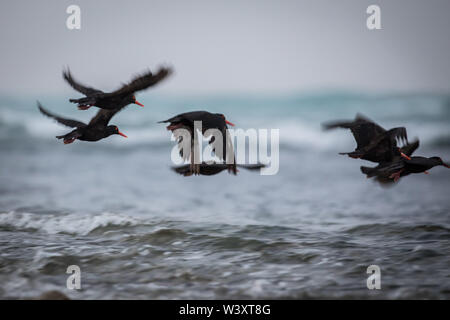 Cape Agulhas, dem südlichsten Punkt Afrikas, wo der Indische und der Atlantische Ozean treffen, Agulhas National Park, Cape Agulhas, Südafrika Stockfoto