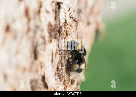 Die ruhephase Hummel (Bombus sp) Stockfoto