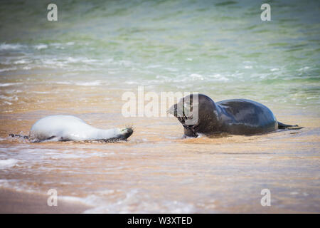 Hawaiian monk seal, Neomonachus schauinslandi, gefährdete Arten endemisch auf den Hawaiianischen Inseln; trotz seiner Seltenheit, Mönch Dichtungen können oft gesehen werden. Stockfoto