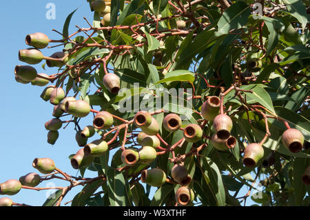 Sydney Australien, große Gummi Muttern einer corymbia Baum, ist Teil der Eukalyptus Familie gegen ein blauer Himmel Stockfoto