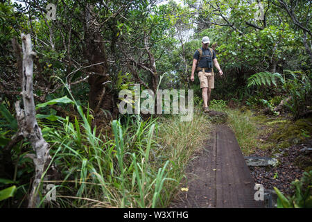 Die nasse, sumpfige Alakai Swamp Trail verfügt über viele Teile der Holz- Board Walk zu helfen, abenteuerliche Touristen ihren Halt in der Kokee State Park halten Stockfoto