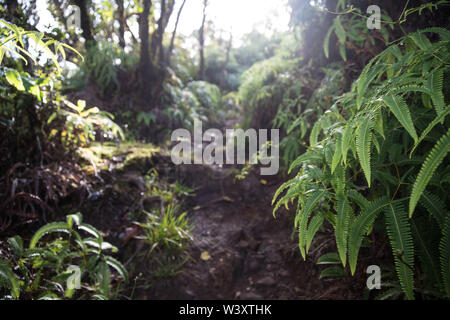 Die nasse, sumpfige Alakai Swamp Trail verfügt über viele Teile der Holz- Board Walk zu helfen, abenteuerliche Touristen ihren Halt in der Kokee State Park halten Stockfoto