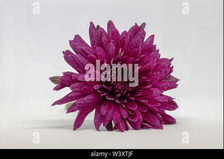 Fokus gestapelt Chrysanthemum flower isoliert auf weißem Hintergrund Stockfoto