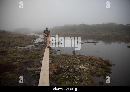 Die feuchten und sumpfigen Alakai Swamp Trail verfügt über viele Teile der Holz- Board Walk zu helfen, abenteuerliche Touristen ihren Halt im Kokee State Park halten Stockfoto