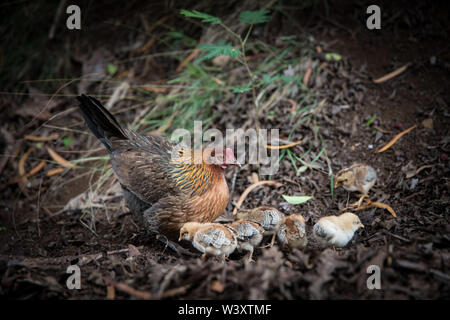 Von Kauai Wilde Hühner sind Nachkommen von Jungle Geflügel, Gallus gallus, zu den Inseln von polynesischen Siedler gebracht. Diese im Kokee State Park gesehen Stockfoto