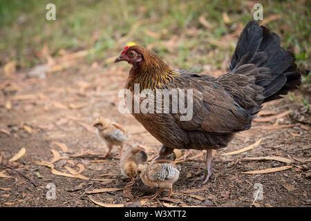 Von Kauai Wilde Hühner sind Nachkommen von Jungle Geflügel, Gallus gallus, zu den Inseln von polynesischen Siedler gebracht. Diese im Kokee State Park gesehen Stockfoto