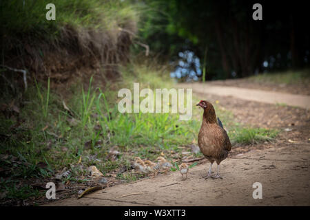 Von Kauai Wilde Hühner sind Nachkommen von Jungle Geflügel, Gallus gallus, zu den Inseln von polynesischen Siedler gebracht. Diese im Kokee State Park gesehen Stockfoto