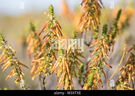 Agulhas National Park schützt Fynbos Lebensraum und bietet Wanderwege und Strand Kämmen in der Nähe von Cape Agulhas, Western Cape, Südafrika. Stockfoto