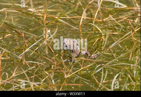 Gelbbauchunke im Teich. Stockfoto
