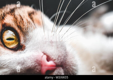 Cat Close Up Stockfoto