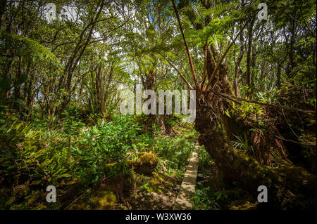 Die nasse, sumpfige Alakai Swamp Trail verfügt über viele Teile der Holz- Board Walk zu helfen, abenteuerliche Touristen ihren Halt in der Kokee State Park halten Stockfoto