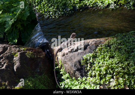 Sydney Australien, unbekannter Eidechse sitzen durch Pool von Wasser im bewaldeten Bereich Stockfoto