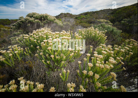 Agulhas National Park schützt Fynbos Lebensraum und bietet Wanderwege und Strand Kämmen in der Nähe von Cape Agulhas, Western Cape, Südafrika. Stockfoto