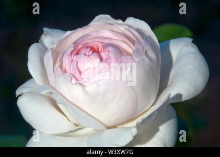 Sydney Australien, pale pink rose Blume im Herbst Sonnenschein Stockfoto