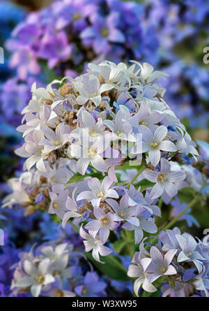 Weiße Blumen Stockfoto