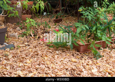 : Newcastle australia Australien, Blätter im Herbst, die Masse im Topf Pflanze Garten Stockfoto