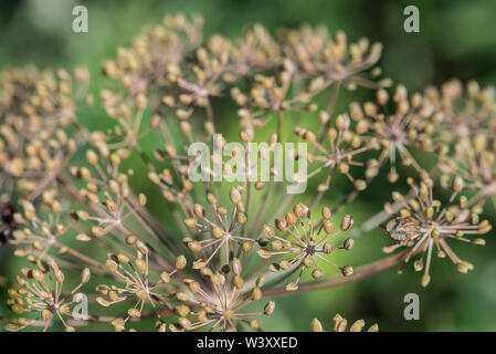 Dill (Anethum graveolens) Samen im Garten Makro selektiven Fokus Stockfoto