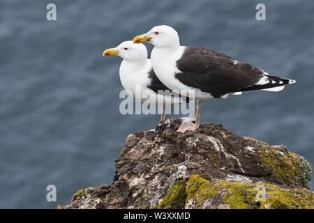 Great black-backed Möwen (Larus marinus), stehend auf Felsen über dem Meer, Insel Skomer, Wales, Großbritannien Stockfoto