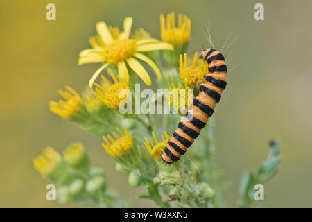 Caterpillar von Zinnober Motte (Tyria jacobaeae), Emsland, Niedersachsen, Deutschland Stockfoto