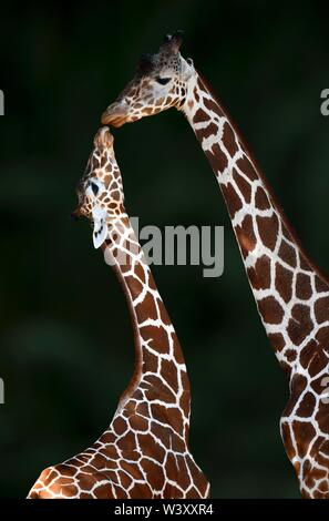 Zwei Netzgiraffe (Giraffa Camelopardalis reticulata), zärtlich berühren, Mutter Tier- und jungen Tier, Captive, Deutschland Stockfoto