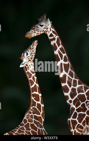 Zwei Netzgiraffe (Giraffa Camelopardalis reticulata), Mutter Tier- und jungen Tier, Captive, Deutschland Stockfoto