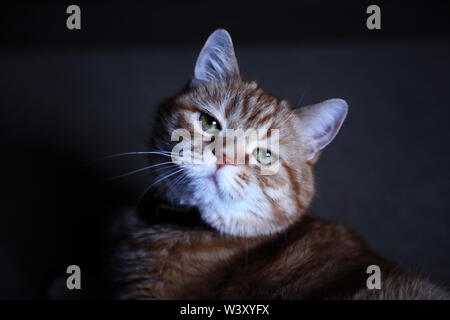 Schöne ginger cat Portrait gegen den dunklen Hintergrund Stockfoto