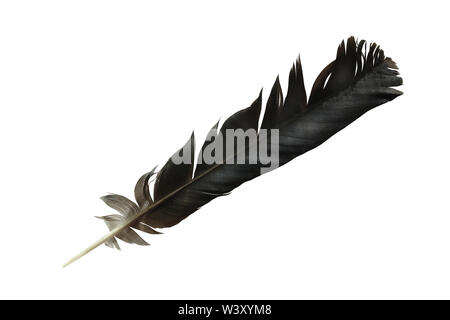 Ein Black Crow Feder auf weißem Hintergrund mit Freistellungspfad isoliert Stockfoto