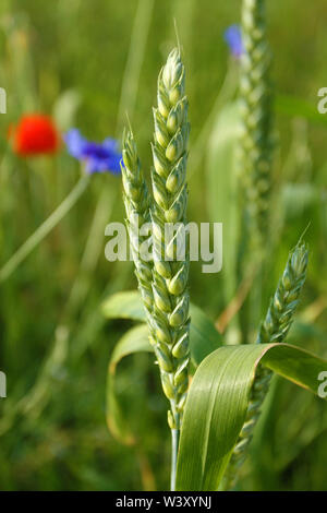 Grüne Weizenkorn Ohren auf Feld 7/8 Stockfoto