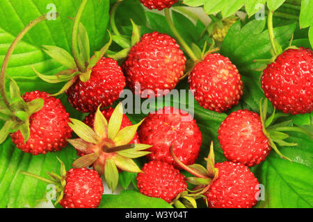 Frische reife wilde Erdbeeren auf Blätter - Makro Stockfoto