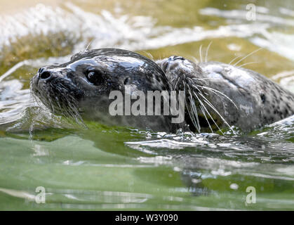 Berlin, Deutschland. 18 Juli, 2019. Eine Dichtung Welpen spielt mit seiner Mutter im Berliner Zoo. Zwei Jungtiere geboren wurden am 8. und 10.07.2019. Quelle: Britta Pedersen/dpa-Zentralbild/dpa/Alamy leben Nachrichten Stockfoto