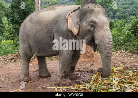 Asiatischer Elefant Fütterung im Wald, Mae Wang, Chiang Mai, Thailand. Stockfoto