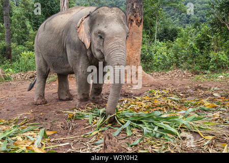 Asiatische Elefanten essen Bambus im Wald, Mae Wang, Chiang Mai, Thailand. Stockfoto